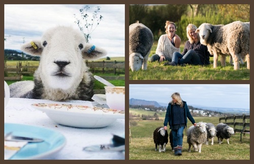 Have Tea with Naughty Sheep at Cameron House in Scotland’s Countryside